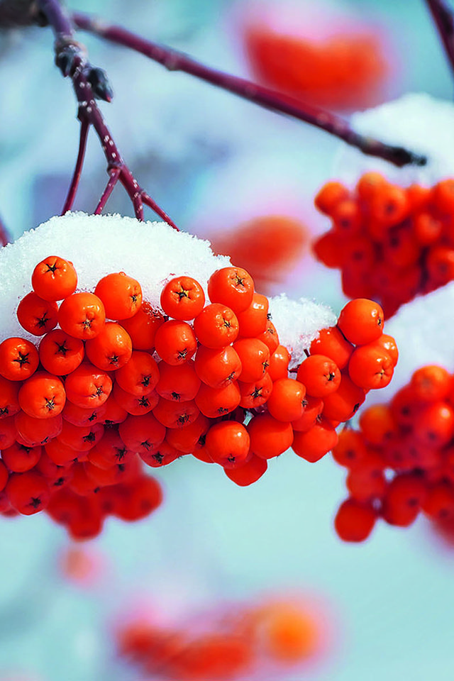 Обои снег, зима, макро, ветки, ягоды, рябина, боке, ikan_leonid, snow, winter, macro, branches, berries, rowan, bokeh разрешение 1920x1200 Загрузить