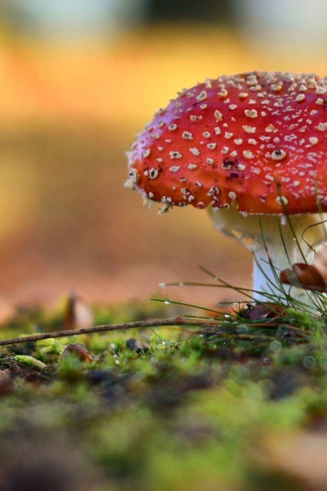 Обои природа, лес, роса, капли, размытость, гриб, мох, мухомор, nature, forest, rosa, drops, blur, mushroom, moss разрешение 2560x1440 Загрузить