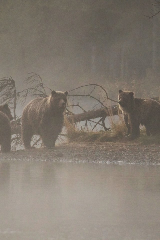 Обои река, дерево, утро, медведи, медведица, медвежата, river, tree, morning, bears, bear разрешение 2560x1707 Загрузить