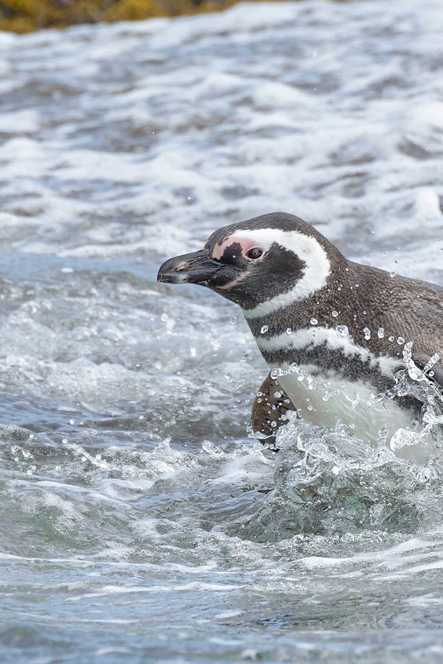 Обои вода, море, птица, пингвин, магелланов пингвин, water, sea, bird, penguin, magellanic penguin разрешение 2591x1730 Загрузить