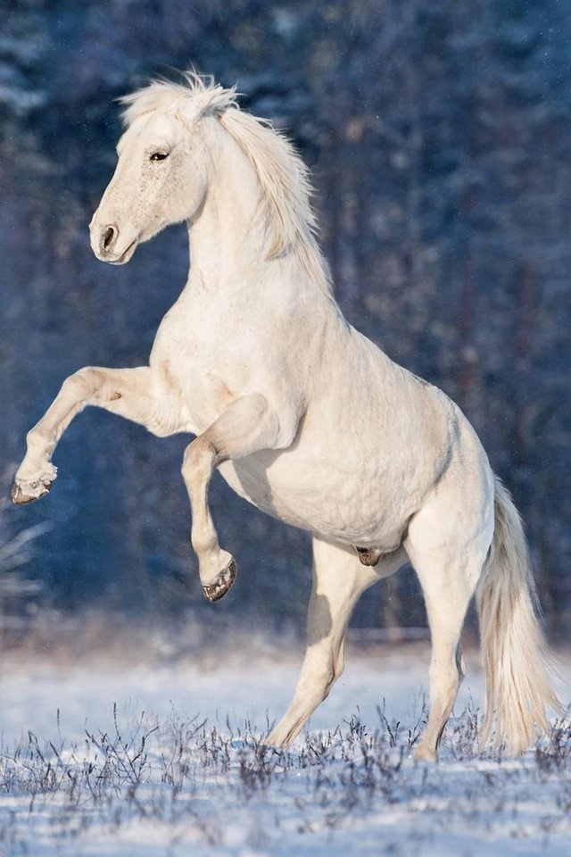 Обои лошадь, снег, зима, конь, грива, жеребец, horse, snow, winter, mane, stallion разрешение 1920x1200 Загрузить