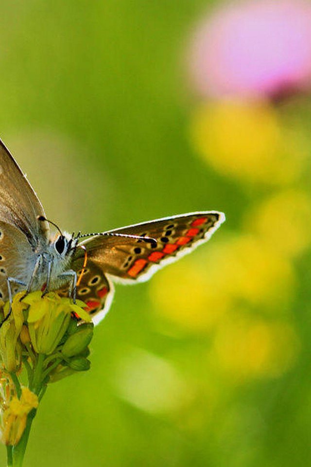 Обои цветы, насекомое, бабочка, крылья, размытость, necdet yasar, flowers, insect, butterfly, wings, blur разрешение 1920x1278 Загрузить