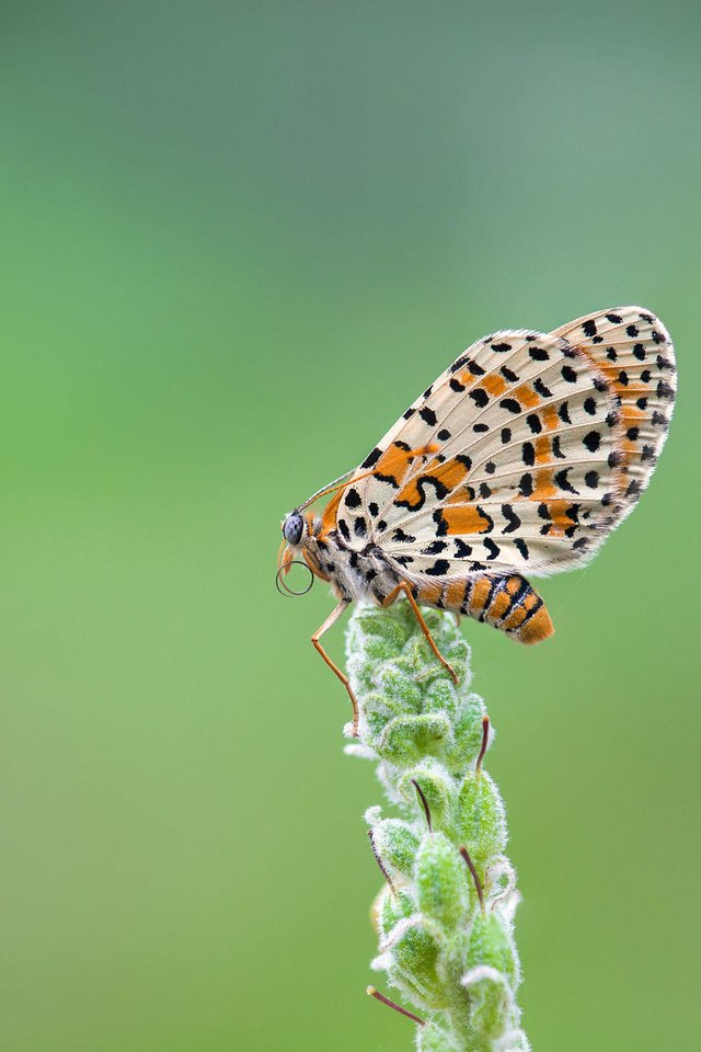 Обои насекомое, бабочка, крылья, растение, шашечница, j.g. domínguez, insect, butterfly, wings, plant, the metalmark разрешение 2000x1333 Загрузить