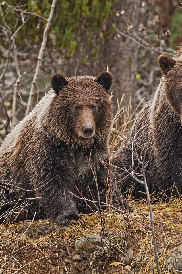 Обои лес, ветки, пара, медведи, forest, branches, pair, bears разрешение 4000x2702 Загрузить