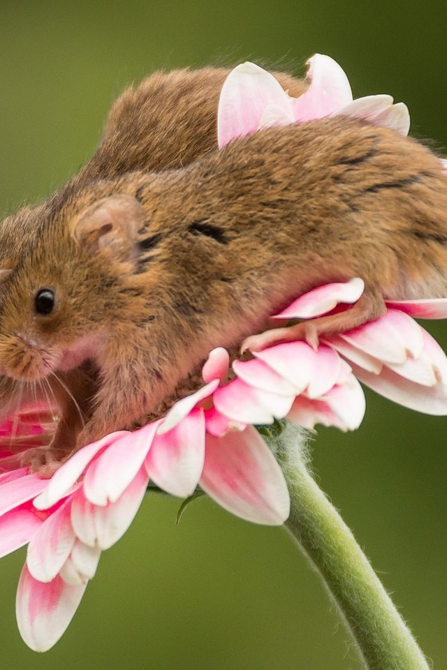 Обои макро, цветок, парочка, мыши, гербера, мышки, harvest mouse, мышь-малютка, macro, flower, a couple, mouse, gerbera, the mouse is tiny разрешение 2048x1719 Загрузить