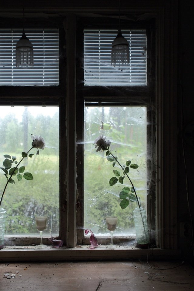 Обои цветы, розы, комната, окно, паутина, flowers, roses, room, window, web разрешение 2048x1414 Загрузить