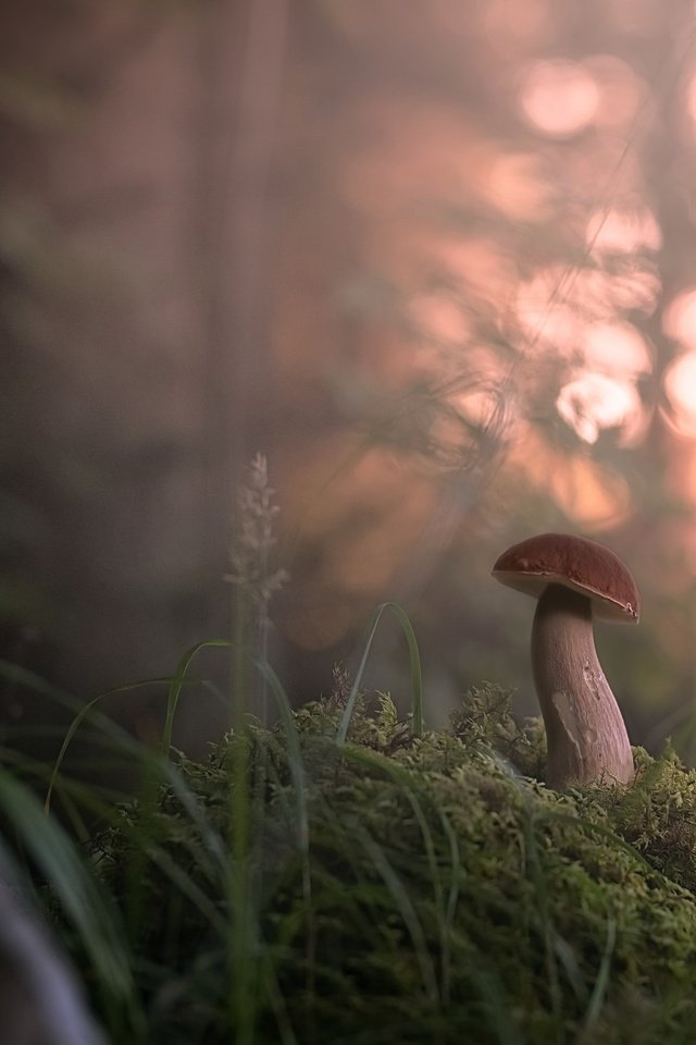 Обои трава, лес, туман, размытость, гриб, grass, forest, fog, blur, mushroom разрешение 2560x1774 Загрузить