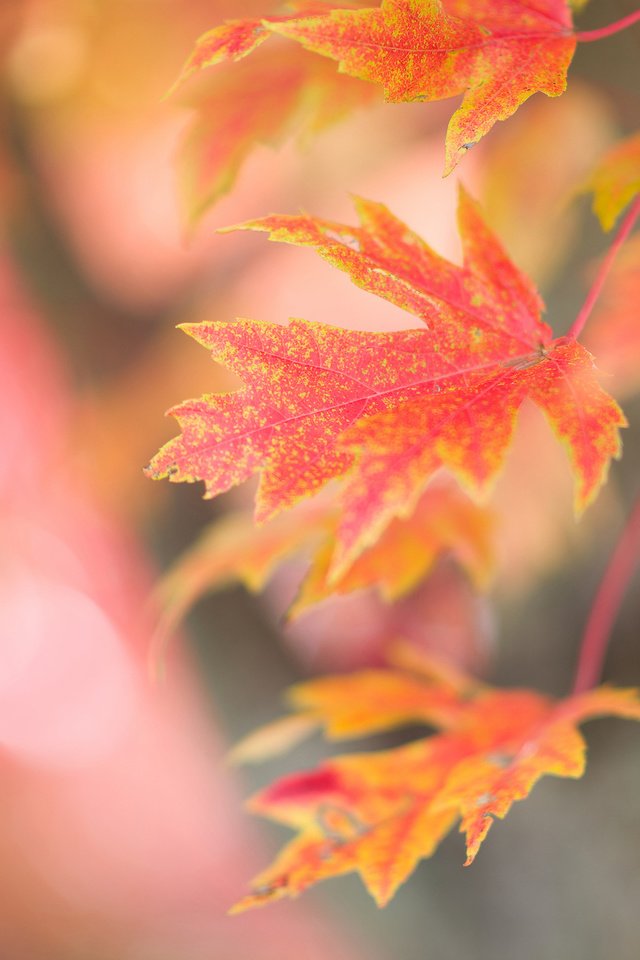 Обои ветка, дерево, листья, фон, осень, красные, кленовые, осенние, branch, tree, leaves, background, autumn, red, maple разрешение 2048x1448 Загрузить