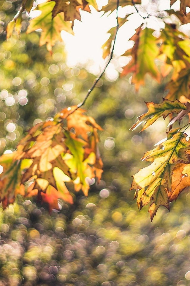 Обои природа, листья, макро, ветки, осень, боке, осенние листья, nature, leaves, macro, branches, autumn, bokeh, autumn leaves разрешение 1920x1200 Загрузить