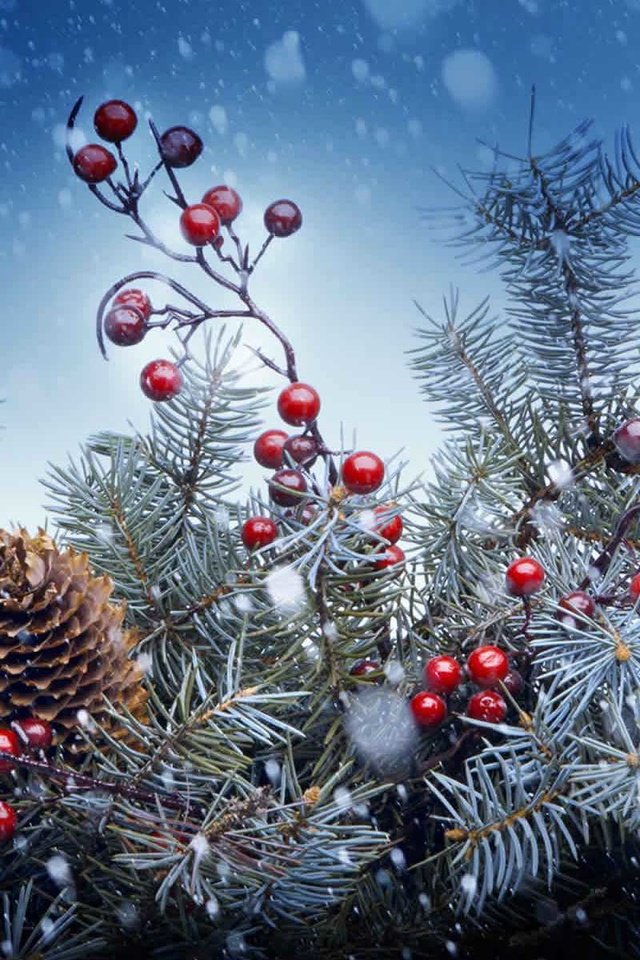 Обои новый год, елка, хвоя, ягоды, рождество, шишки, new year, tree, needles, berries, christmas, bumps разрешение 1920x1200 Загрузить