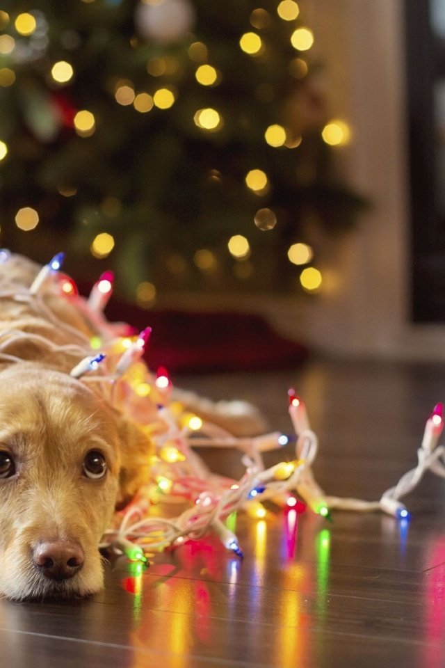 Обои новый год, елка, собака, огоньки, гирлянда, ретривер, karolina yen, new year, tree, dog, lights, garland, retriever разрешение 2560x1600 Загрузить