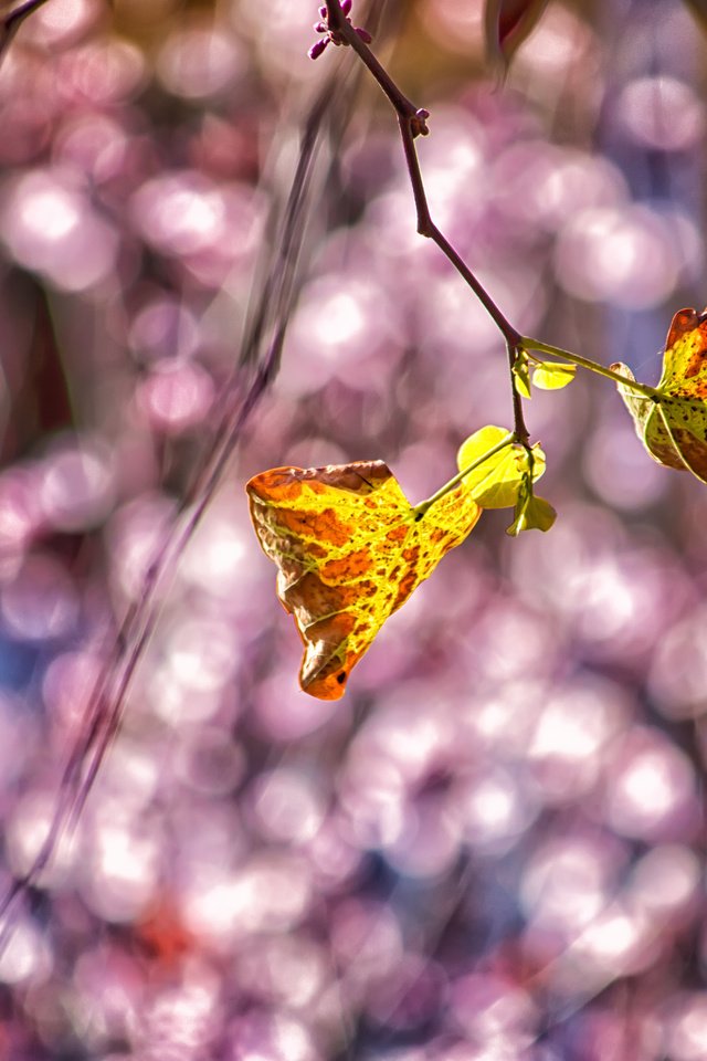 Обои природа, листья, ветки, осень, блики, theophilos papadopoulos, nature, leaves, branches, autumn, glare разрешение 6000x4000 Загрузить