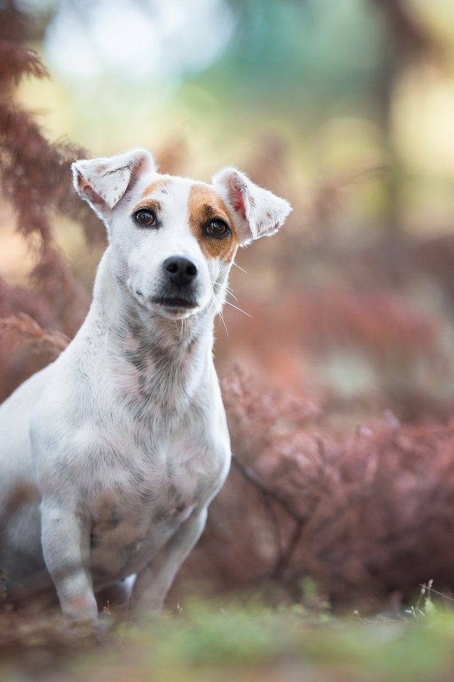 Обои мордочка, взгляд, собака, джек-рассел-терьер, muzzle, look, dog, jack russell terrier разрешение 2048x1284 Загрузить