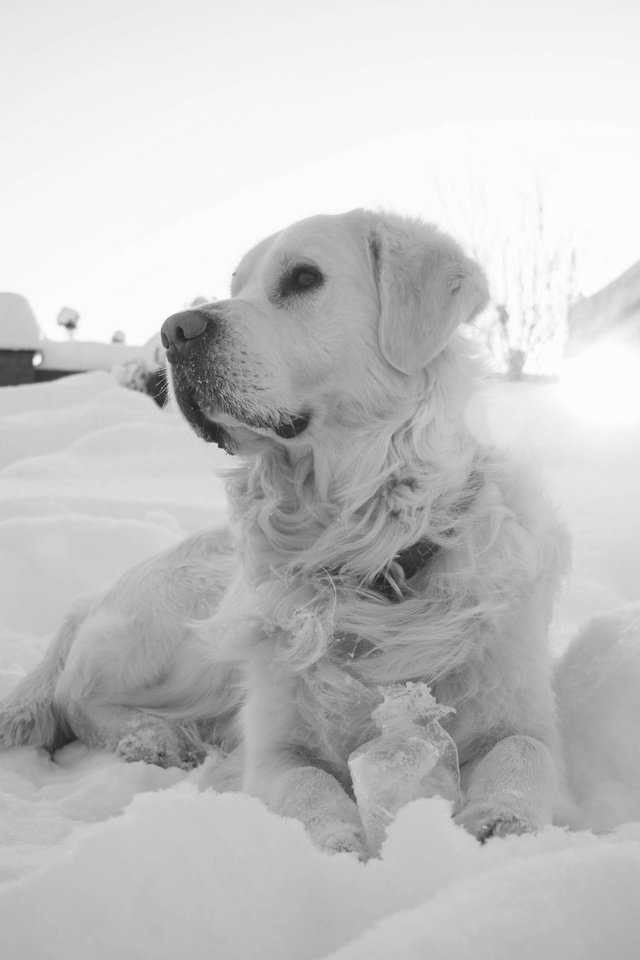 Обои снег, мордочка, взгляд, чёрно-белое, собака, золотистый ретривер, snow, muzzle, look, black and white, dog, golden retriever разрешение 5472x3648 Загрузить