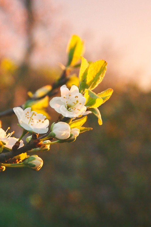 Обои цветы, ветка, цветение, весна, боке, flowers, branch, flowering, spring, bokeh разрешение 4032x3024 Загрузить