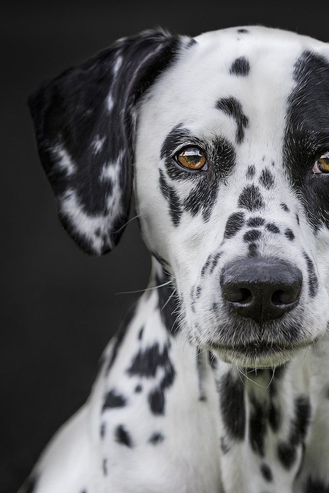 Обои глаза, мордочка, взгляд, далматин, cобака, eyes, muzzle, look, dalmatian, dog разрешение 2048x1365 Загрузить