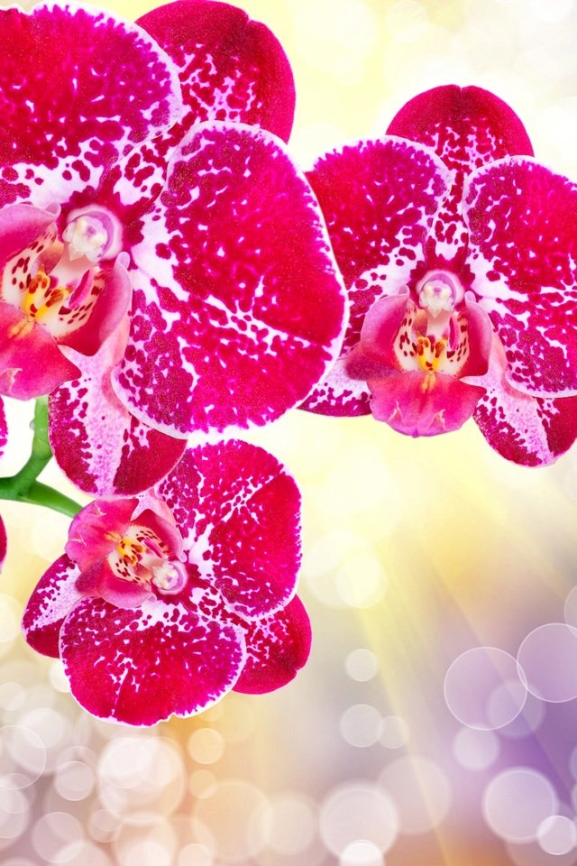Обои цветы, лепестки, блики, орхидеи, flowers, petals, glare, orchids разрешение 2560x1600 Загрузить