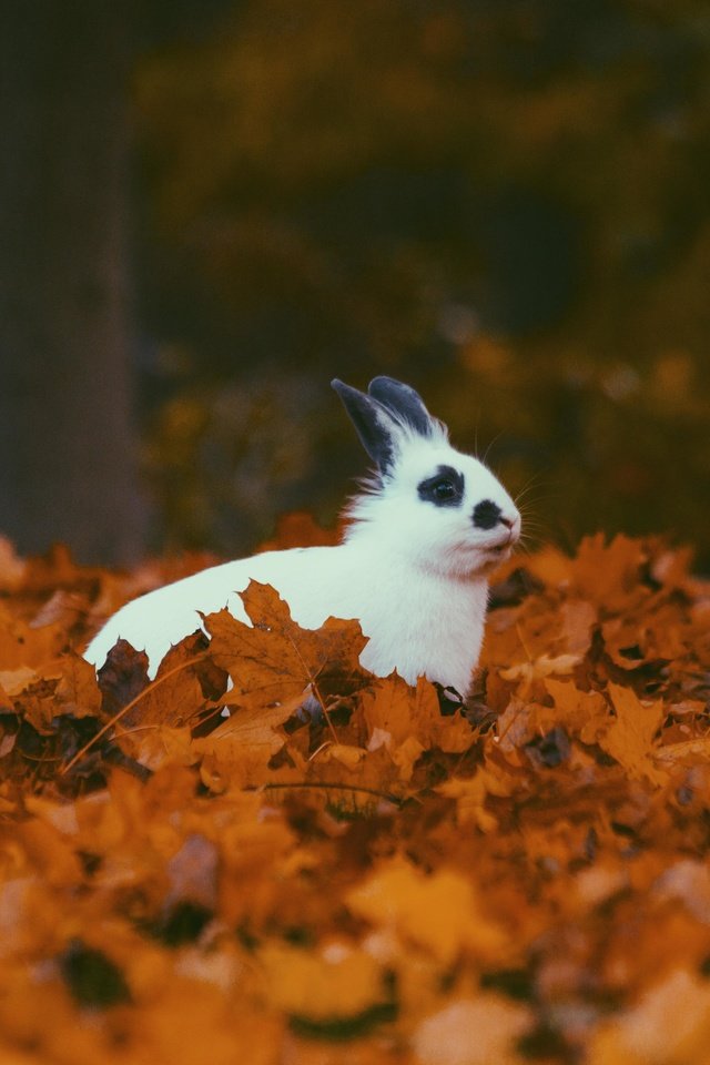 Обои листья, листва, осень, кролик, животное, уши, leaves, foliage, autumn, rabbit, animal, ears разрешение 5184x3456 Загрузить