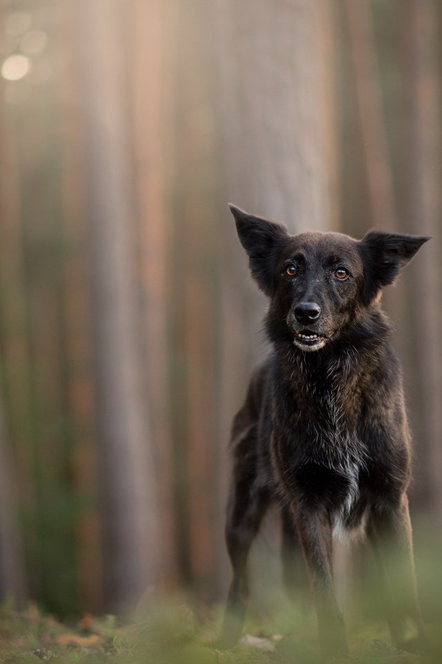 Обои лес, мордочка, стволы, взгляд, собака, немецкая овчарка, forest, muzzle, trunks, look, dog, german shepherd разрешение 2048x1224 Загрузить