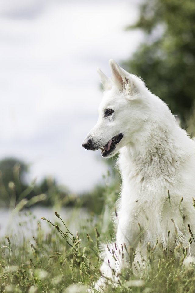 Обои природа, мордочка, взгляд, собака, друг, белая швейцарская овчарка, nature, muzzle, look, dog, each, the white swiss shepherd dog разрешение 2560x1582 Загрузить