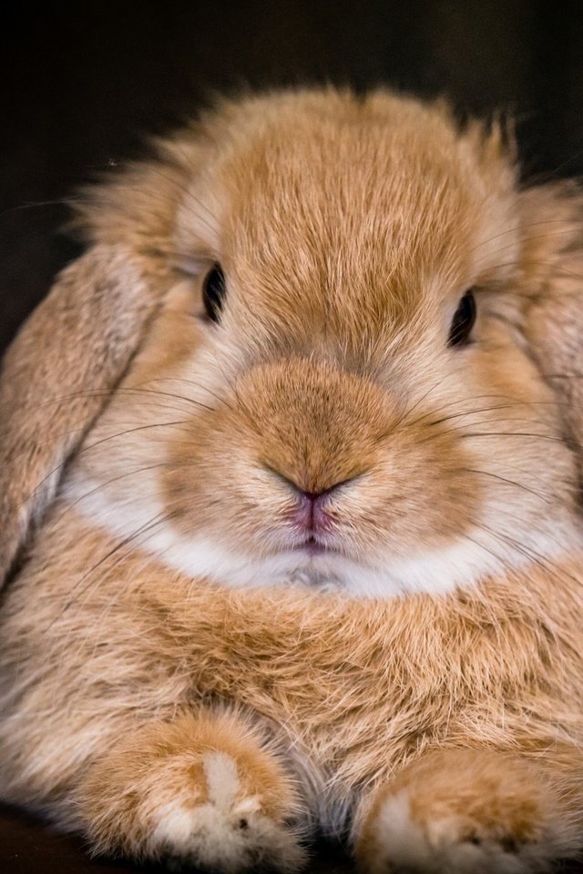 Обои фон, мордочка, взгляд, кролик, background, muzzle, look, rabbit разрешение 2880x1800 Загрузить