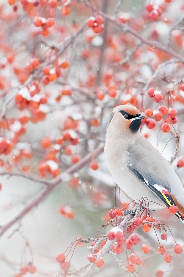 Обои снег, зима, ветки, птица, ягоды, свиристель, snow, winter, branches, bird, berries, the waxwing разрешение 2048x1365 Загрузить