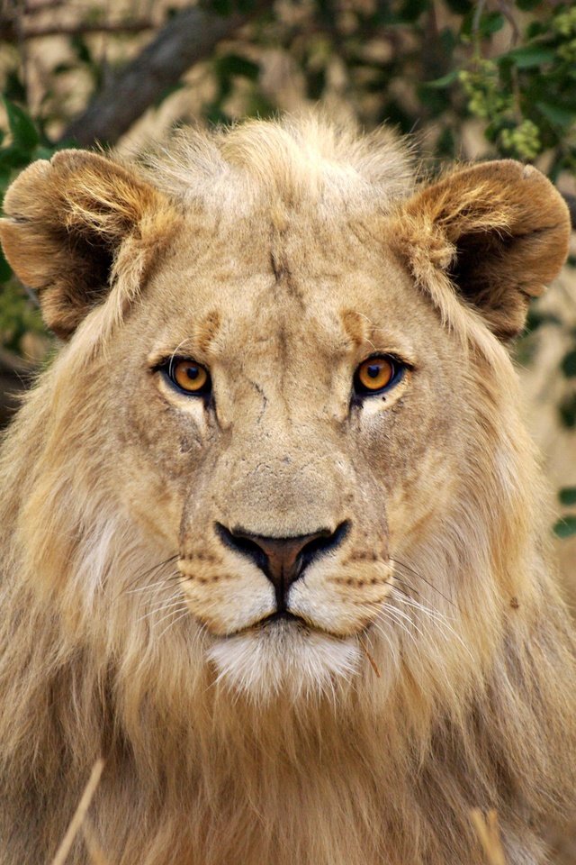 Обои морда, портрет, взгляд, хищник, большая кошка, лев, face, portrait, look, predator, big cat, leo разрешение 3872x2592 Загрузить