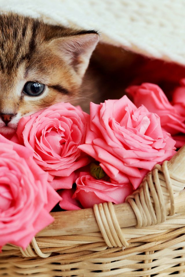 Обои кот, розы, кошка, котенок, розовые, малыш, корзинка, cat, roses, kitty, pink, baby, basket разрешение 5760x3821 Загрузить