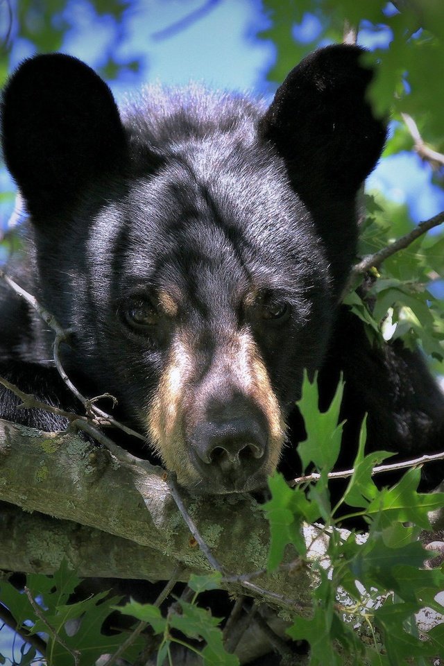 Обои взгляд, медведь, мордашка, на дереве, медвежонок, барибал, чёрный медведь, look, bear, face, on the tree, baribal, black bear разрешение 2048x1128 Загрузить