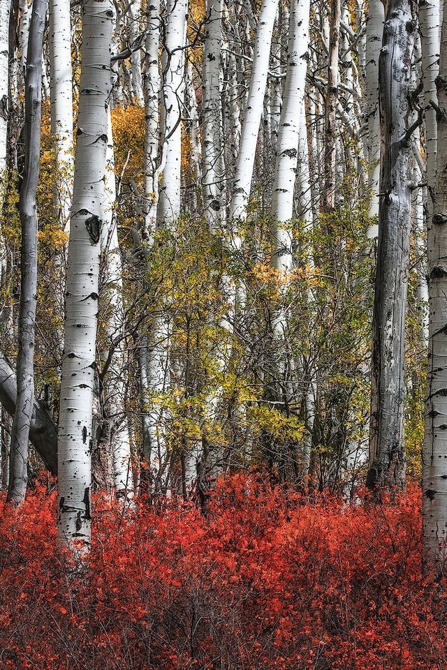 Обои березы, осень, роща, birch, autumn, grove разрешение 2000x1300 Загрузить