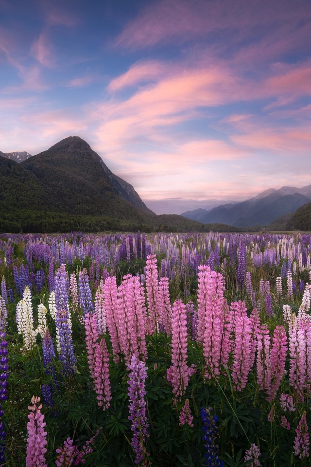 Обои цветы, горы, луг, новая зеландия, люпины, flowers, mountains, meadow, new zealand, lupins разрешение 4096x2615 Загрузить