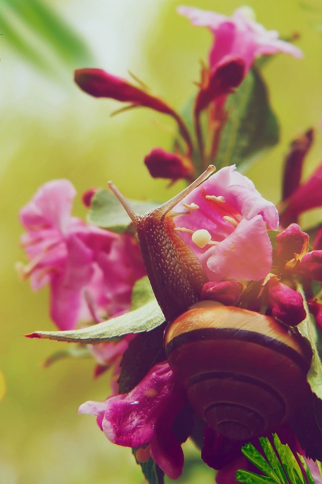 Обои цветы, листья, макро, розовые, улитка, боке, flowers, leaves, macro, pink, snail, bokeh разрешение 4000x2672 Загрузить