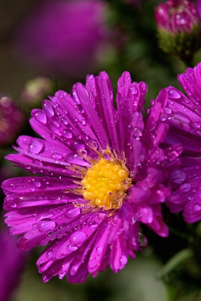 Обои цветы, макро, капли, сад, боке, сиреневые, астры, flowers, macro, drops, garden, bokeh, lilac, asters разрешение 3840x2160 Загрузить