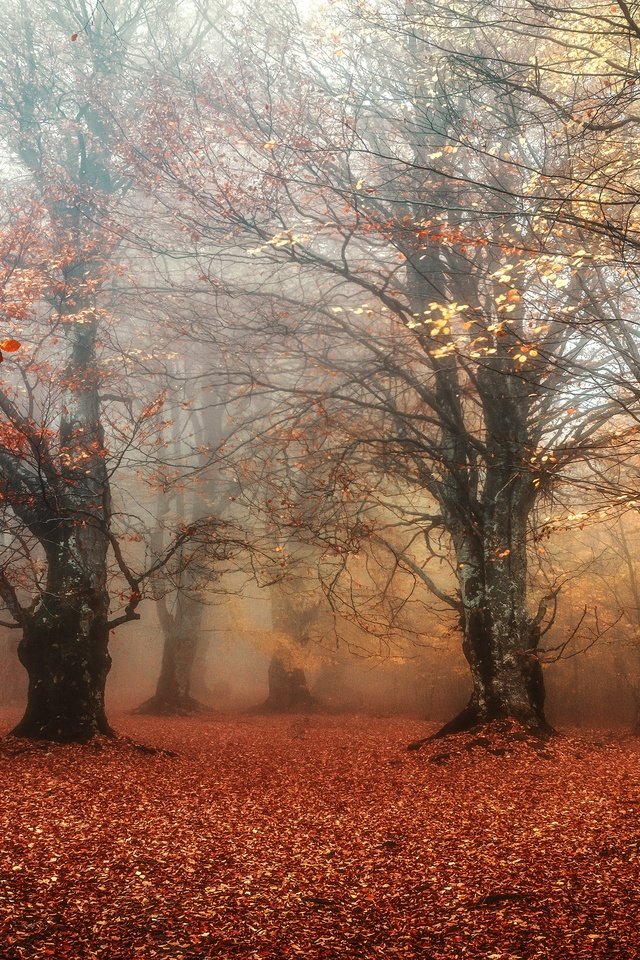 Обои лес, листья, парк, туман, ветки, листва, листопад, forest, leaves, park, fog, branches, foliage, falling leaves разрешение 3840x2160 Загрузить