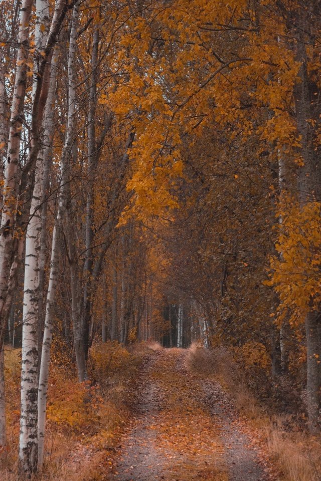 Обои лес, осень, forest, autumn разрешение 2048x1152 Загрузить