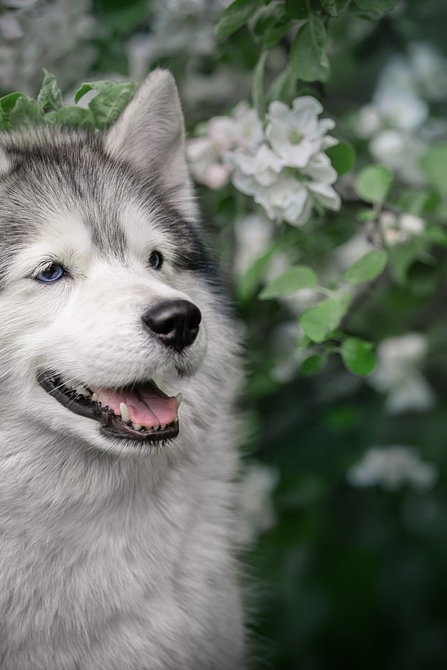 Обои морда, цветение, ветки, собака, весна, хаски, яблоня, face, flowering, branches, dog, spring, husky, apple разрешение 2560x1706 Загрузить