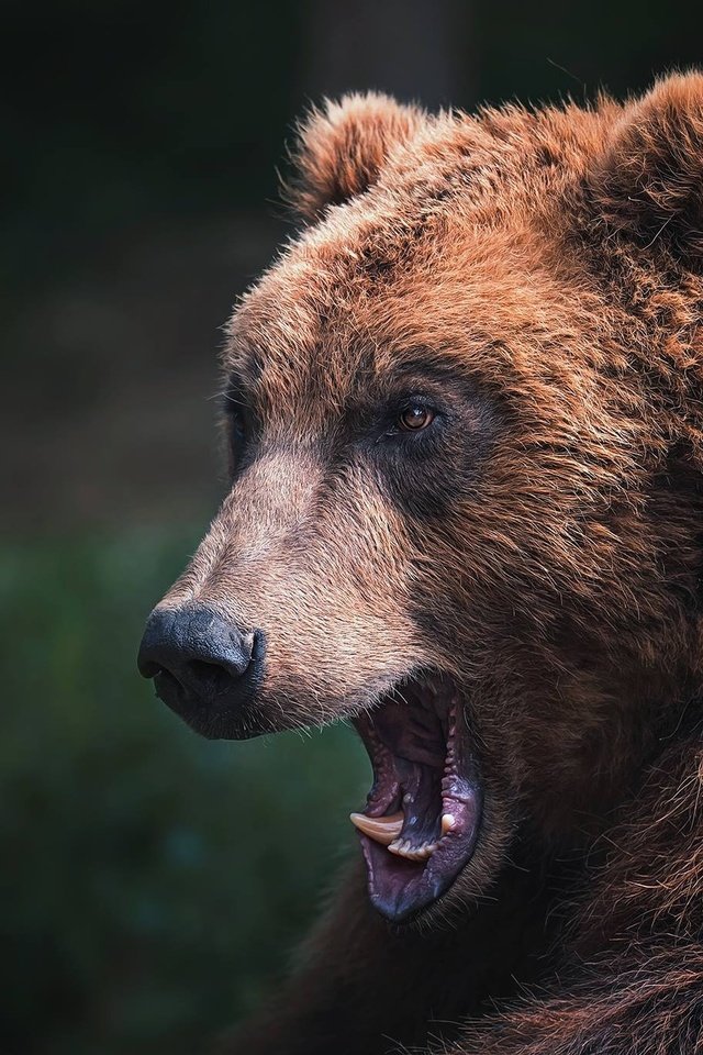 Обои морда, медведь, зверь, face, bear, beast разрешение 2048x1367 Загрузить