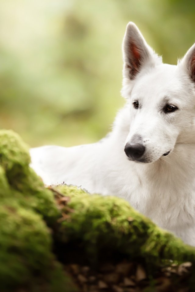 Обои морда, собака, мох, белая швейцарская овчарка, face, dog, moss, the white swiss shepherd dog разрешение 3600x2403 Загрузить