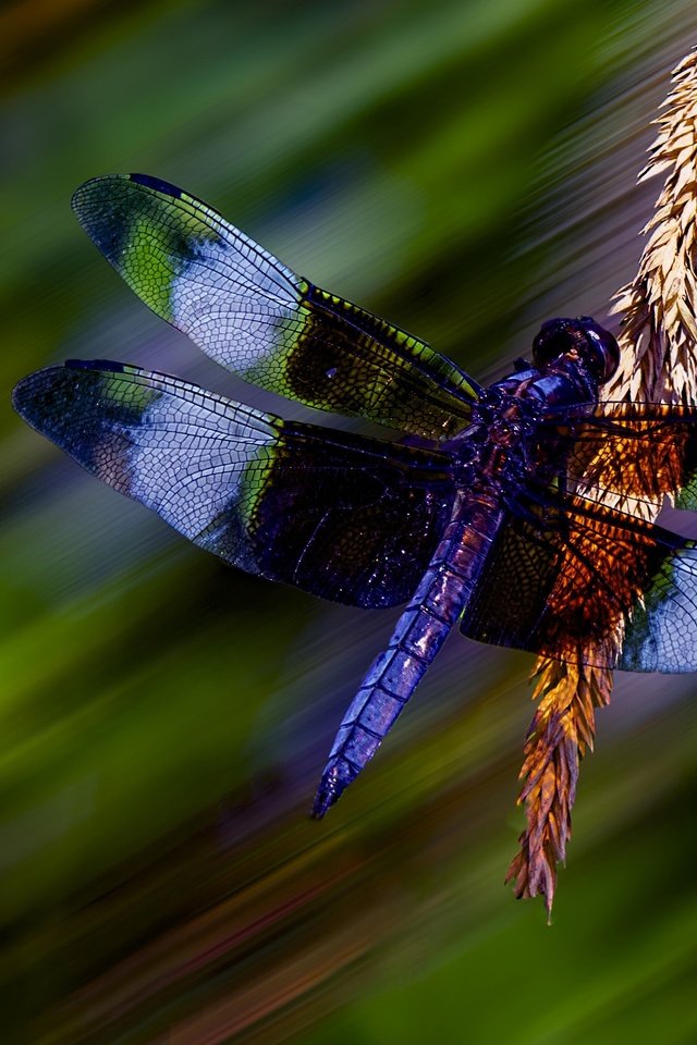 Обои макро, стрекоза, колосок, боке, macro, dragonfly, spike, bokeh разрешение 2711x1808 Загрузить