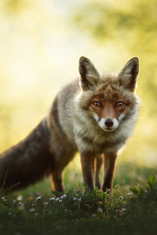 Обои природа, взгляд, лиса, боке, nature, look, fox, bokeh разрешение 2000x1345 Загрузить