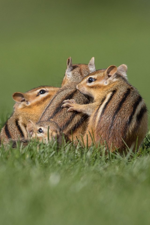 Обои трава, поза, поляна, бурундук, бурундуки, grass, pose, glade, chipmunk, chipmunks разрешение 3071x2299 Загрузить