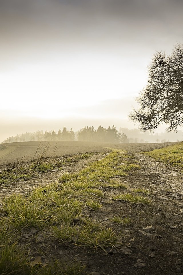 Обои утро, туман, осень, morning, fog, autumn разрешение 3052x1705 Загрузить