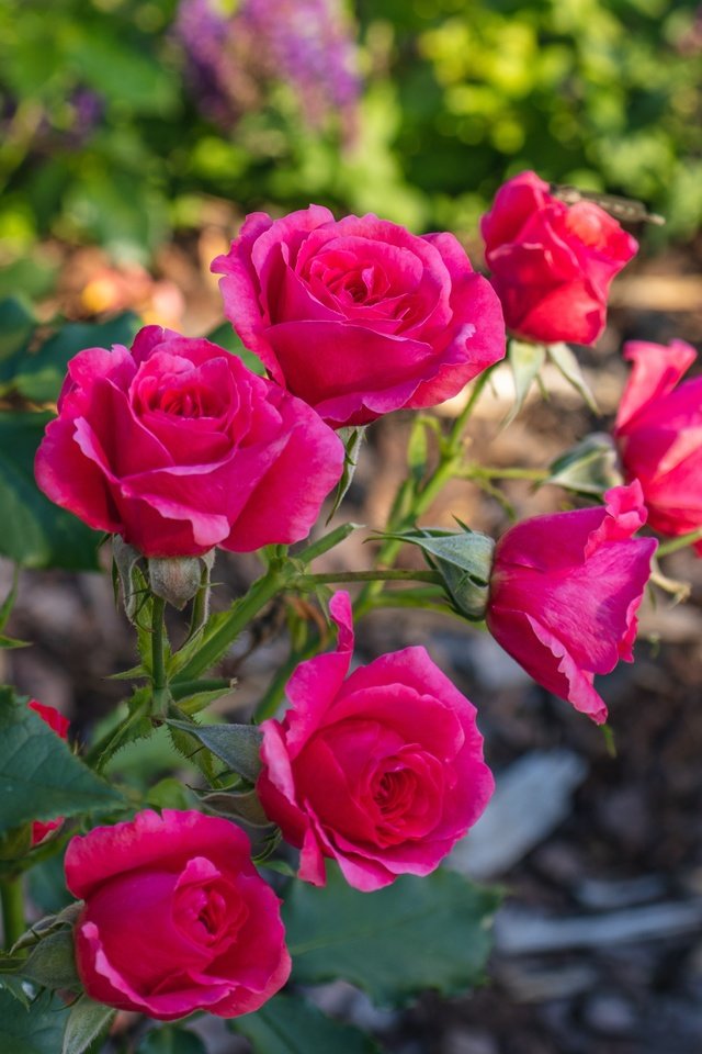Обои ветка, розы, сад, розовые, яркие, боке, branch, roses, garden, pink, bright, bokeh разрешение 6000x4000 Загрузить