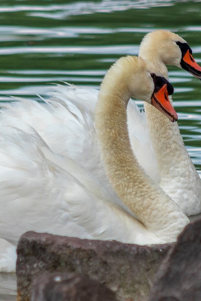 Обои водоем, пара, белые, лебеди, pond, pair, white, swans разрешение 2880x1620 Загрузить