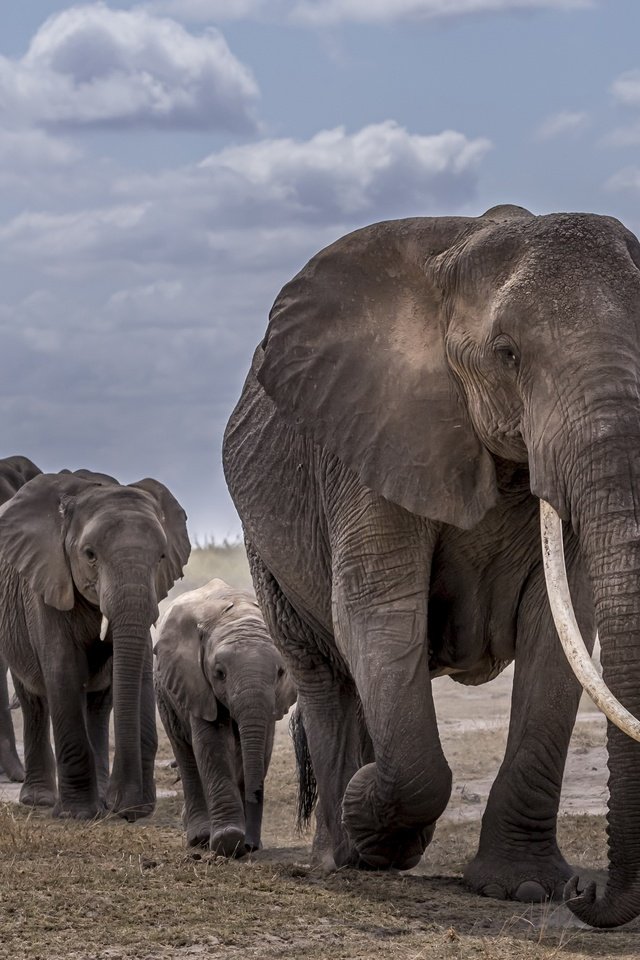 Обои африка, слоны, africa, elephants разрешение 3840x2160 Загрузить