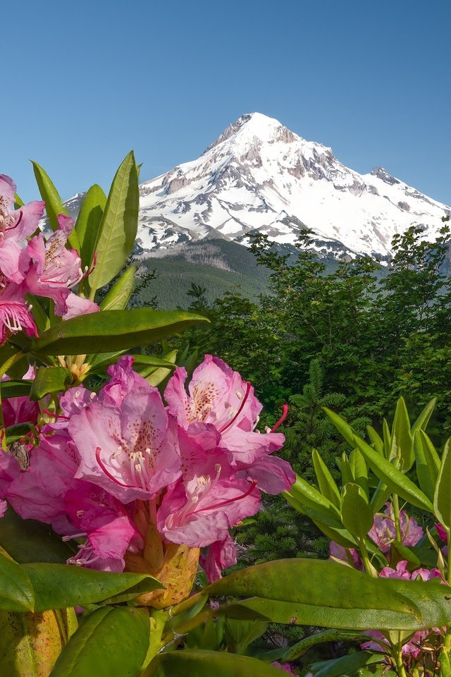 Обои цветы, горы, розовые, азалия, рододендроны, flowers, mountains, pink, azalea, rhododendrons разрешение 2048x1361 Загрузить