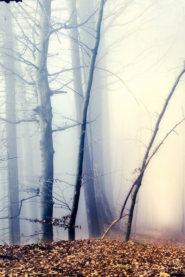 Обои деревья, лес, туман, осень, trees, forest, fog, autumn разрешение 1920x1080 Загрузить