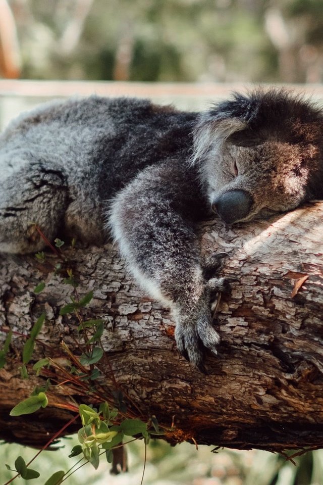 Обои дерево, сон, спит, коала, tree, sleep, sleeping, koala разрешение 1920x1080 Загрузить