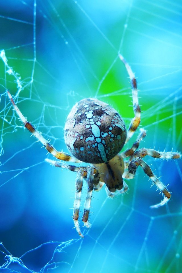 Обои макро, голубой фон, паук, паутина, боке, крестовик, macro, blue background, spider, web, bokeh разрешение 2880x1924 Загрузить