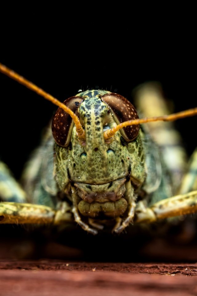 Обои макро, черный фон, кузнечик, macro, black background, grasshopper разрешение 8192x5462 Загрузить